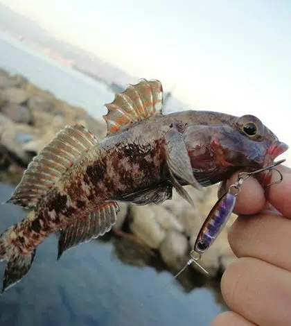 La pêche en rockfishing