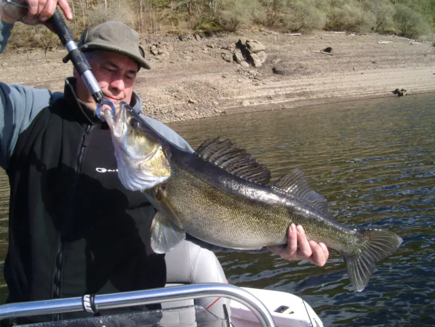 Technique de pêcher du sandre en début de saison