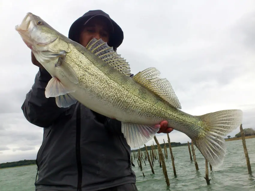 Technique de pêcher du sandre en début de saison