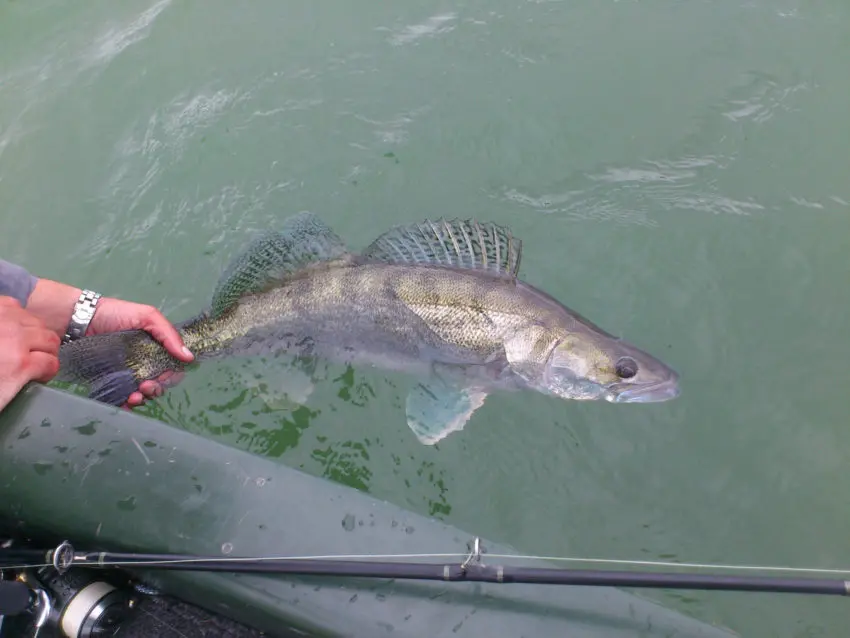 Technique de pêcher du sandre en début de saison