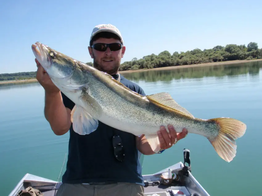 Technique de pêcher du sandre en début de saison