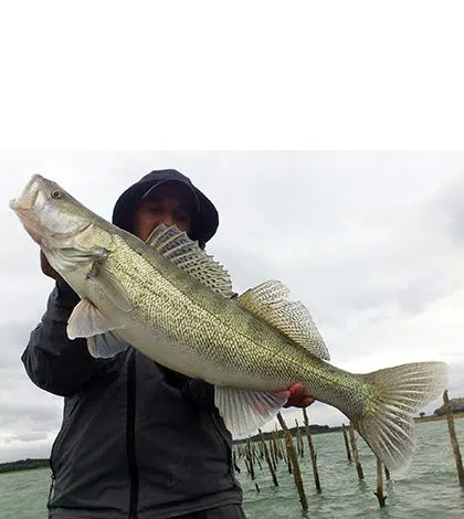 Technique de pêche du sandre en début de saison