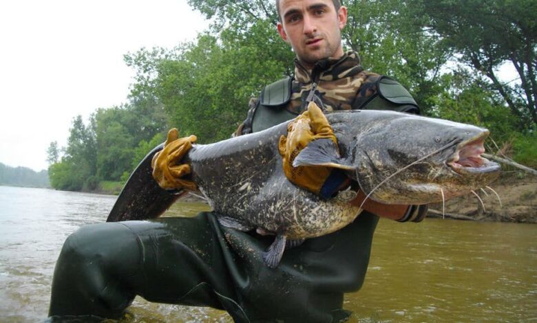 Technique de pêche du silure au cassant