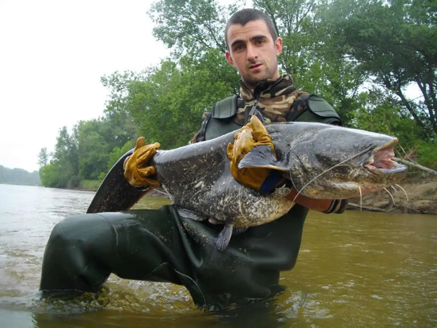 Technique de pêche du silure au cassant