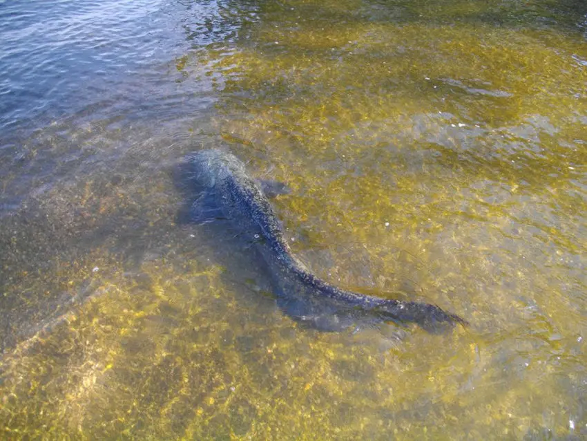 Technique de pêche du silure au cassant