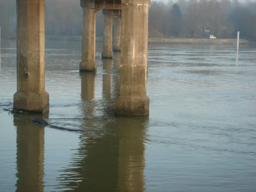 Pêcher les obstacles à la recherche des carnassiers