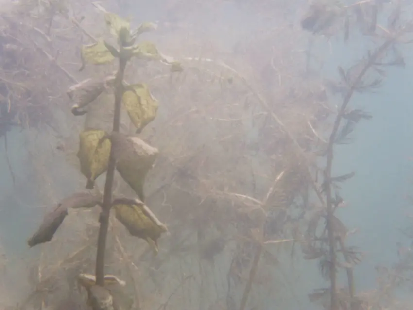 Pêcher les obstacles à la recherche des carnassiers