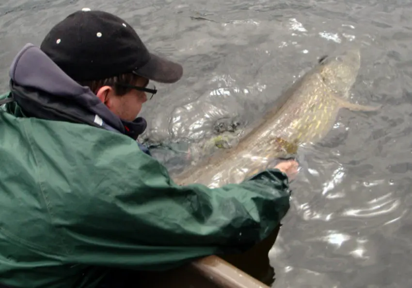 Récit du brochet de 132cm