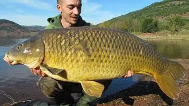 Pêcher la carpe dans les grandes profondeur des grands lacs