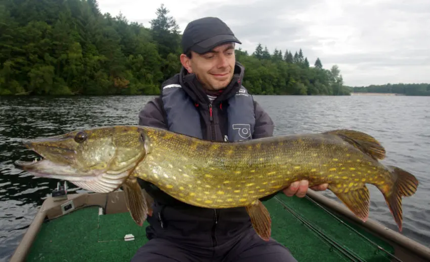 Leurre bigbait pour pêcher le brochet