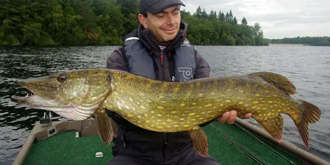 Pêche des gros brochets au bigbait