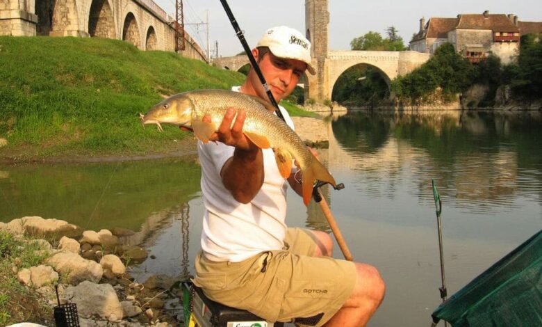 Pêche du barbeau au feeder