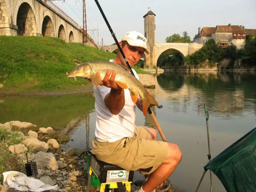 Pêche du barbeau au feeder