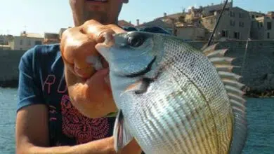 Pêche à soutenir en mer