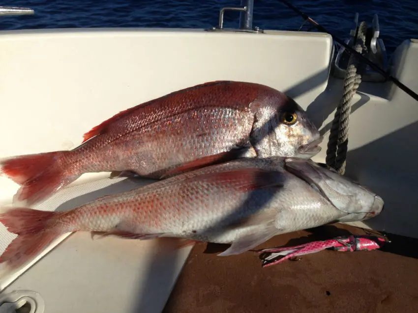 Pêche en mer au madaï jig