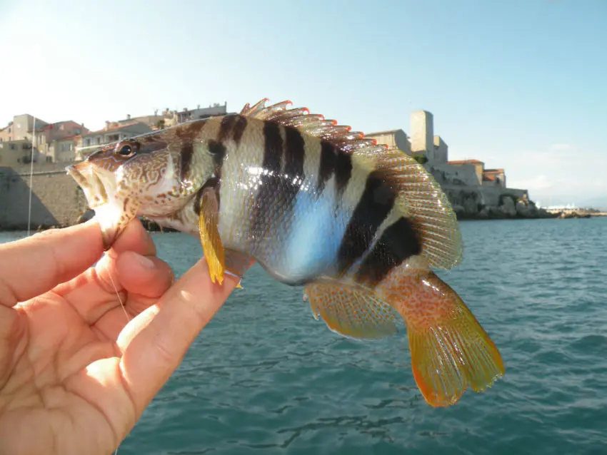 Pêche à soutenir en mer