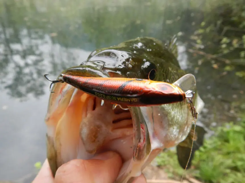 Pêcher le carnassier en down-sizing