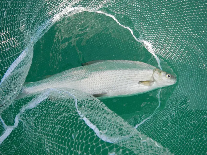 Pêcher le corégone dans les lacs alpins et jurassiens