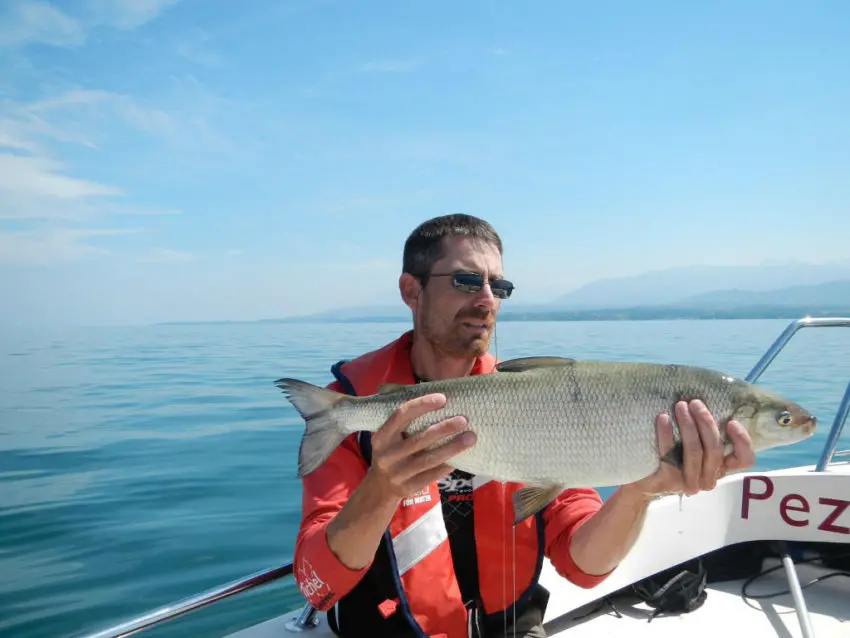 Pêcher le corégone dans les lacs alpins et jurassiens