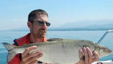 Pêcher le corégone dans les lacs alpins et jurassiens