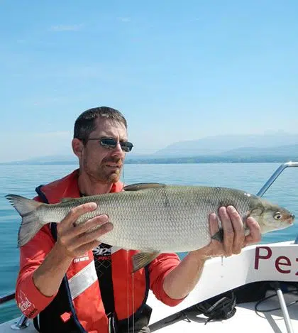 Pêcher le corégone dans les lacs alpins et jurassiens