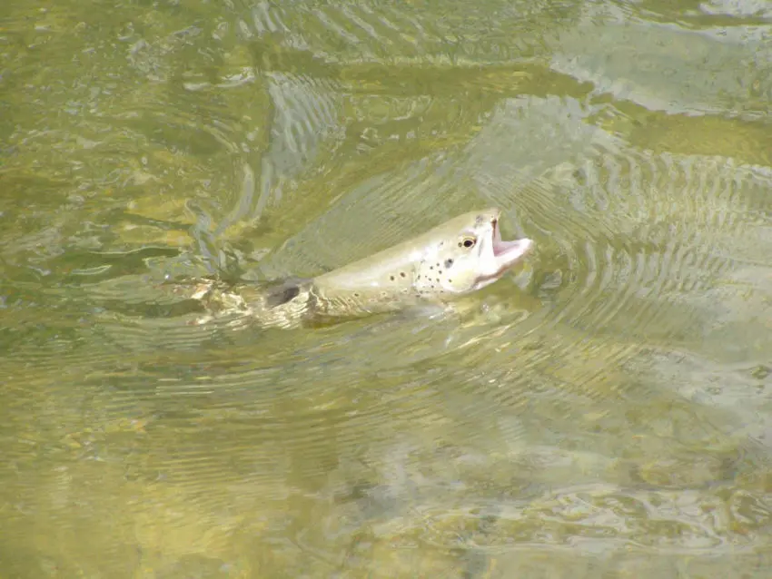 Pêcher la truite à la mouche au fil