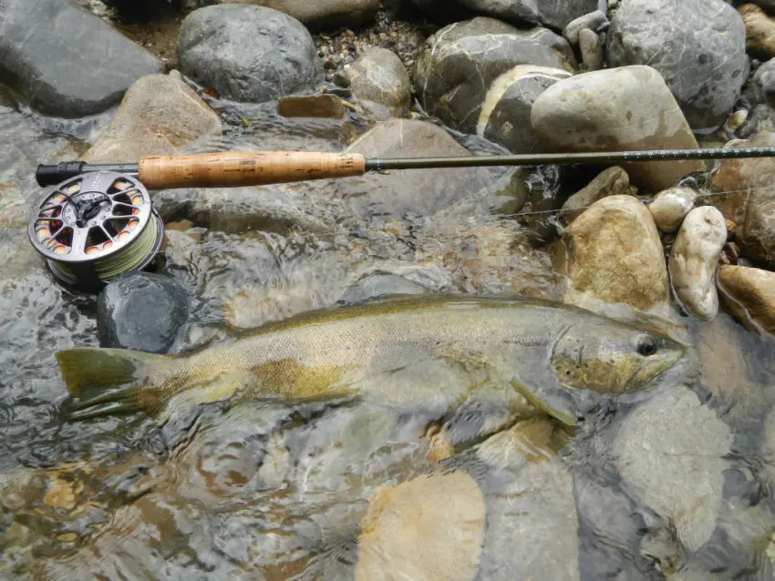 Pêcher la truite à la mouche au fil