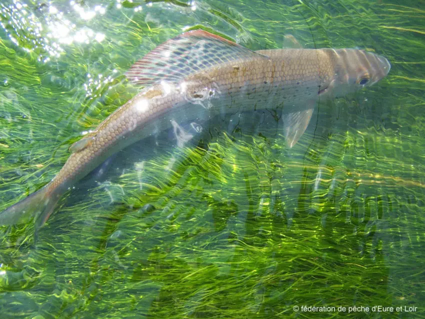 Pêche en Eure et Loir