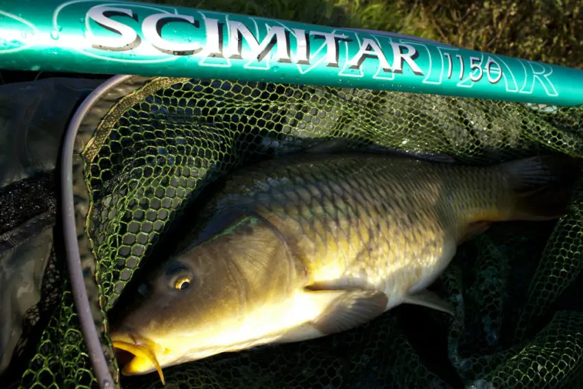 Pêcher la carpe au coup, à l'anglaise et au feeder