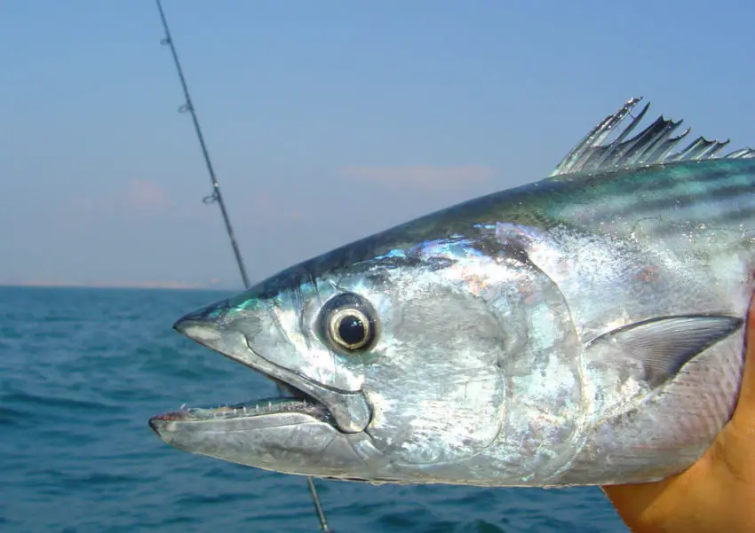 Pêcher les bonites dans les chasses