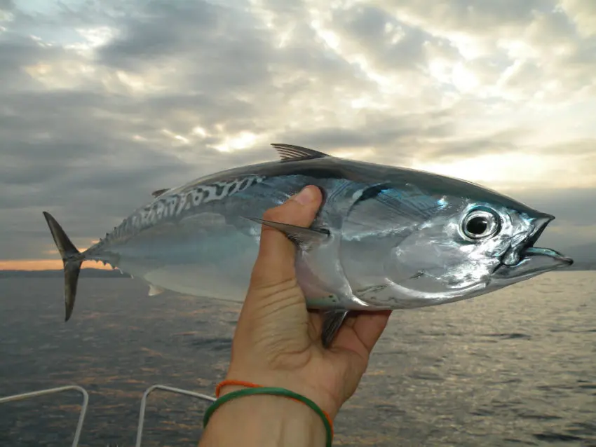 Pêcher les bonites dans les chasses