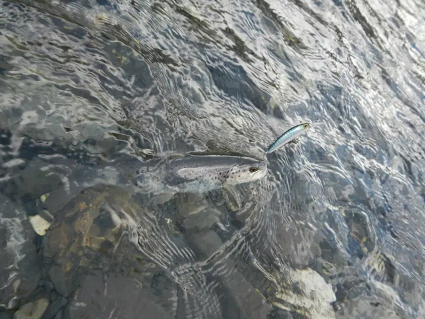 Pêche de la truite aux leurres durs