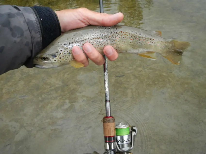 Pêche de la truite aux leurres durs