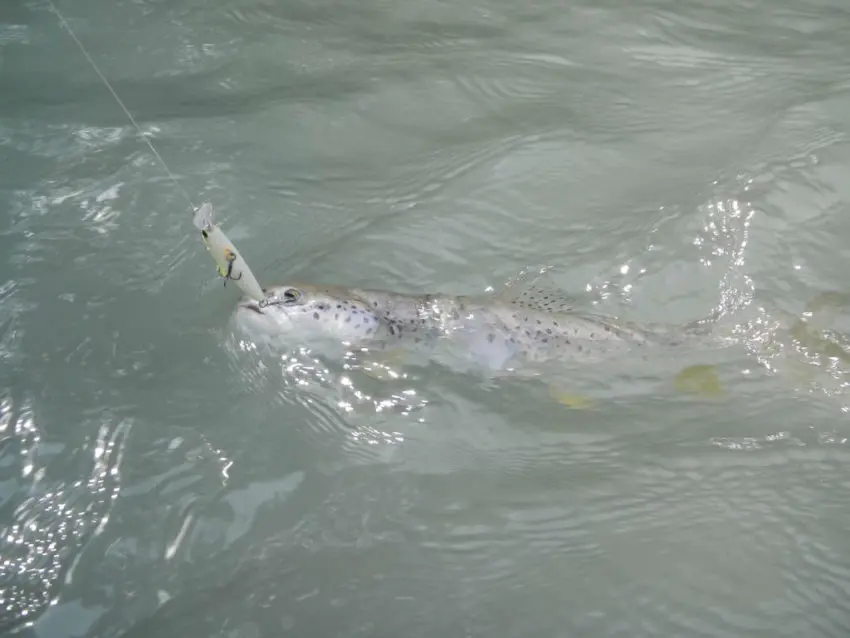 Pêche de la truite aux leurres durs