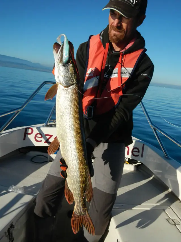 Incidence des têtes plombées sur les leurres souples dans la pêche du carnassier