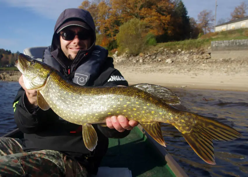 Leurre Dexter Shad de chez Illex pour pêcher le carnassier, principalement le brochet.