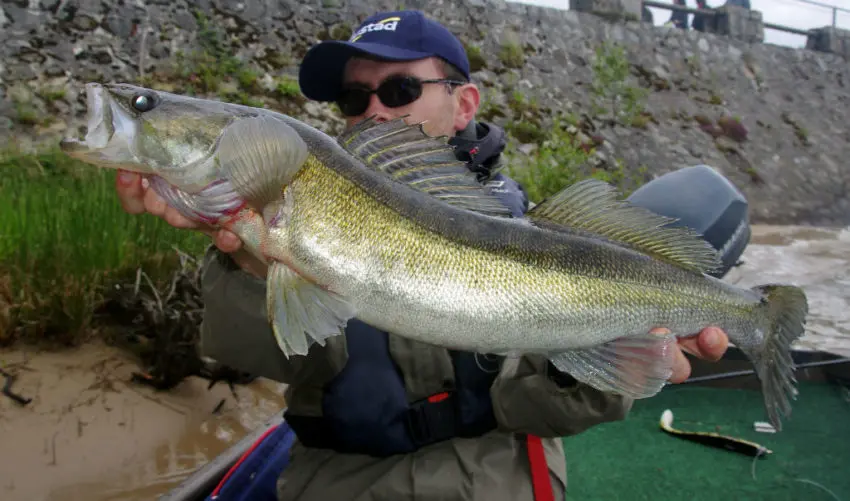 Leurre Dexter Shad de chez Illex pour pêcher le carnassier, principalement le brochet.