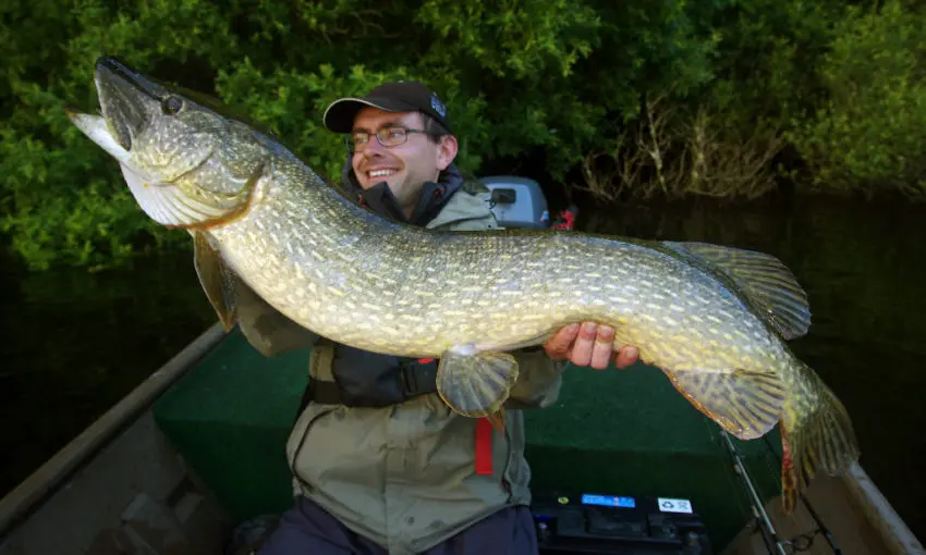 Leurre Dexter Shad de chez Illex pour pêcher le carnassier, principalement le brochet.