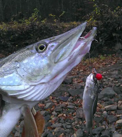 Pêche des carnassiers au mort-manié