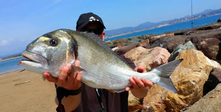 Pêcher la daurade au ver de chalut