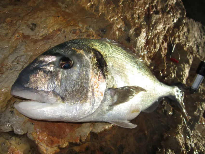 Pêcher la daurade au ver de chalut