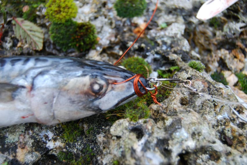 Pêcher le carnassier au poisson marin en mort-manié