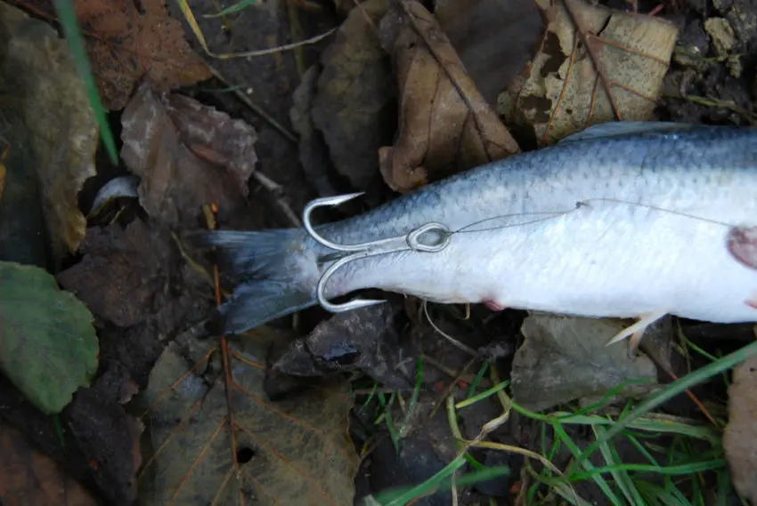 Pêcher le carnassier au poisson marin en mort-manié