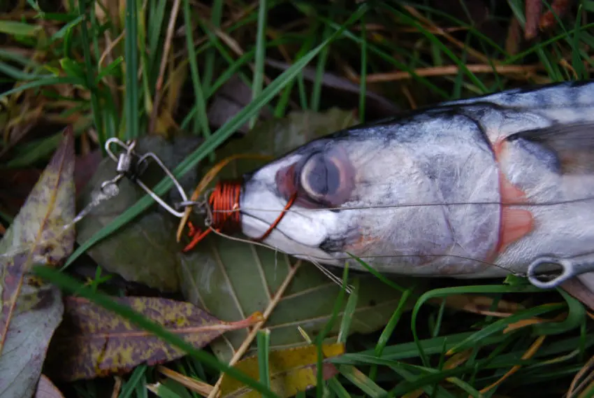 Pêcher le carnassier au poisson marin en mort-manié