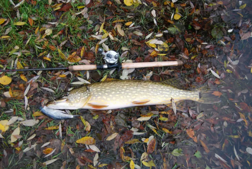 Pêcher le carnassier au poisson marin en mort-manié