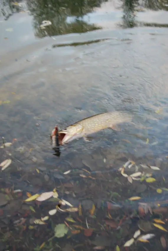 Pêcher le carnassier au poisson marin en mort-manié