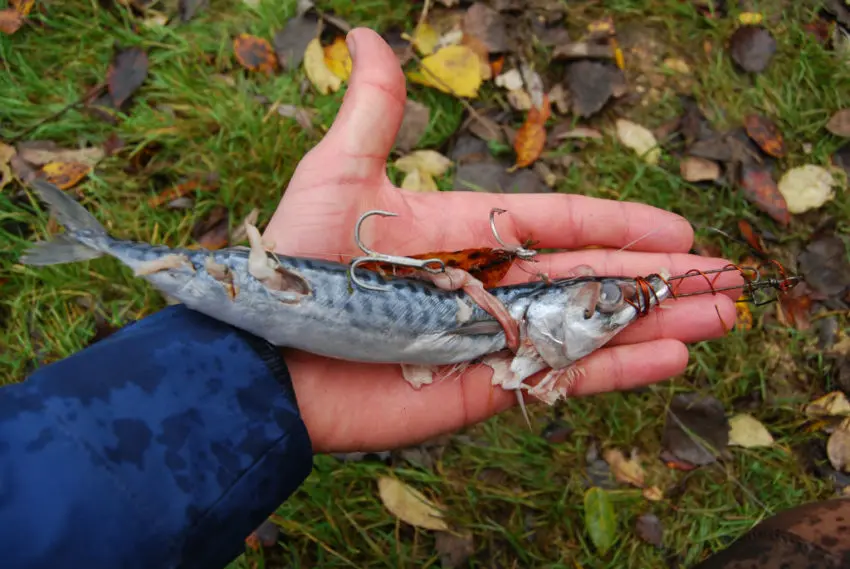 Pêcher le carnassier au poisson marin en mort-manié