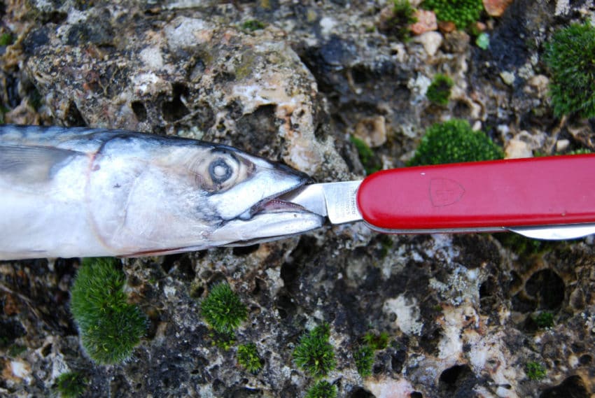 Pêcher le carnassier au poisson marin en mort-manié