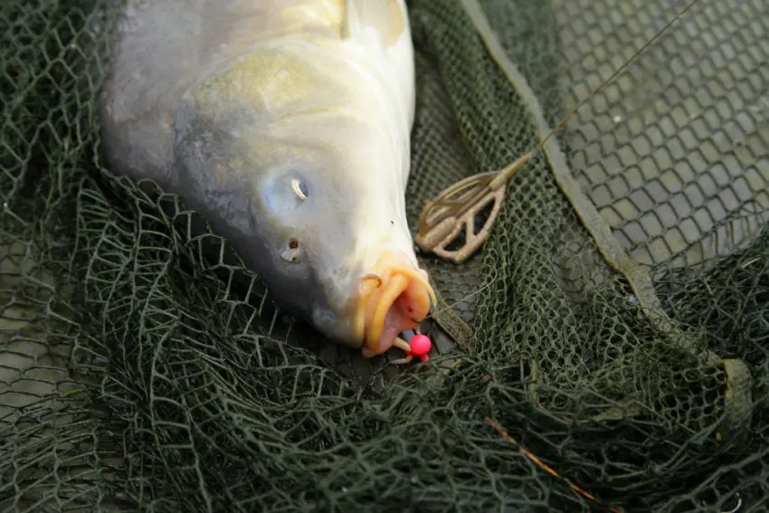 Conseils pour pêcher en carpodrome