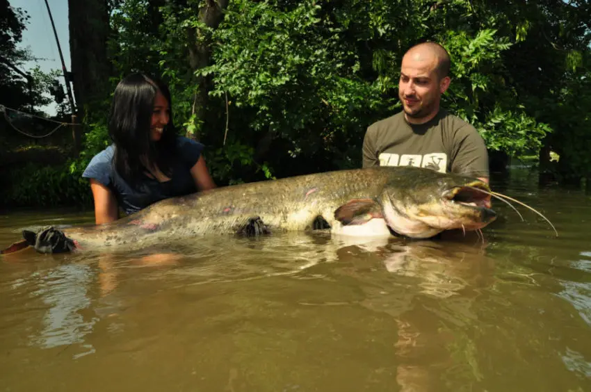 Au-dessus de l'eau, le poisson ne risque aucune blessure